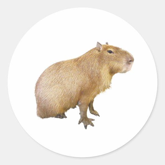 capybara sticker (Voorkant)