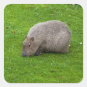 Capybara Sticker (Voorkant)