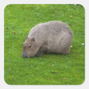 Capybara Sticker