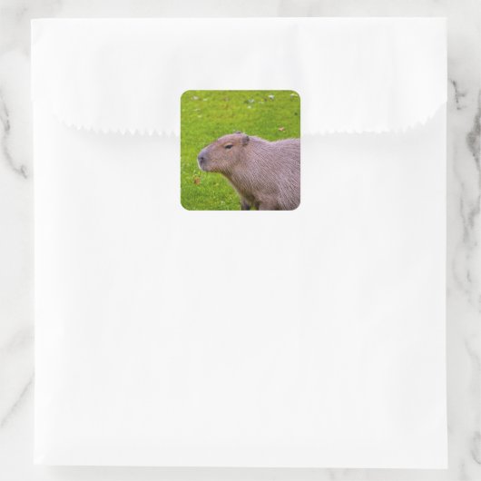 Capybara Sticker (Tas)