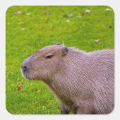 Capybara Sticker (Voorkant)