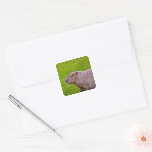 Capybara Sticker (Envelop)