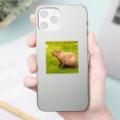 Capybara Sticker (Telefoon)