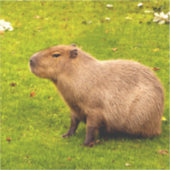 Capybara Sticker (Voorkant)