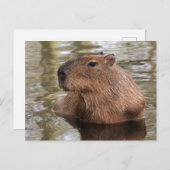 Capybara Swimming Briefkaart (Voorkant / Achterkant)