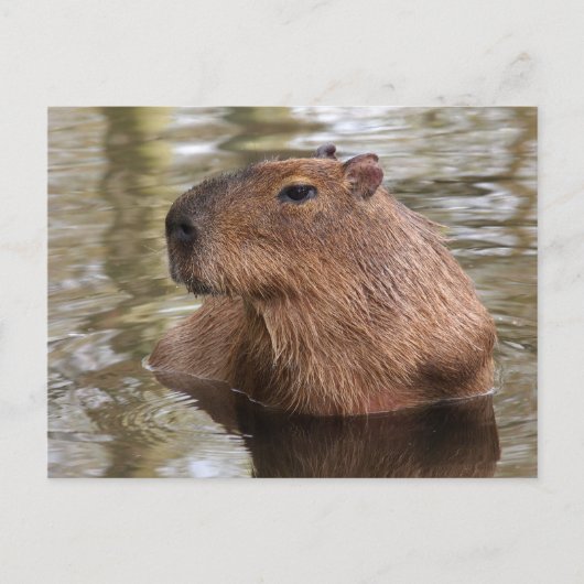 Capybara Swimming Briefkaart (Voorkant)