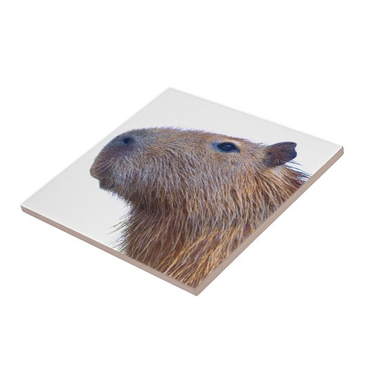 Capybara Tegeltje (Zijkant)