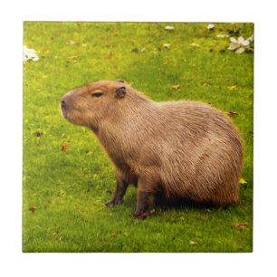 Capybara Tegeltje