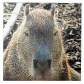 CAPYBARA TEGELTJE (Voorkant)