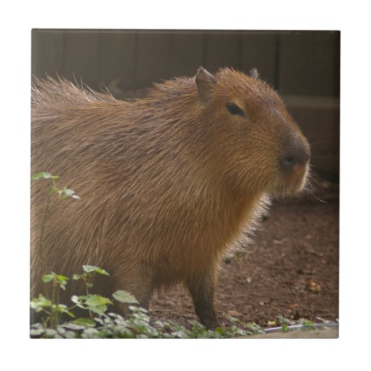 Capybara Tegeltje (Voorkant)