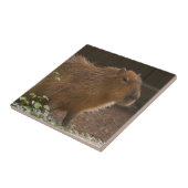 Capybara Tegeltje (Zijkant)