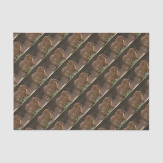 Capybara Tissuepapier (Voorkant)