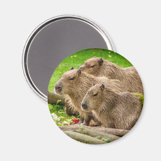 Capybara Trio Magneet (Voorkant / Achterkant)