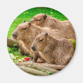 Capybara Trio Magneet (Voorkant)
