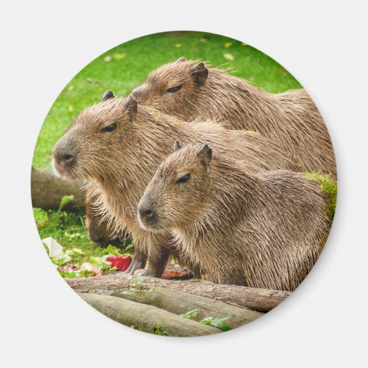 Capybara Trio Magneet (Voorkant)