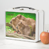 Capybara Trio Metal Lunch Box (In situ)