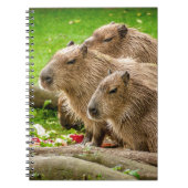 Capybara Trio Notitieboek (Voorkant)
