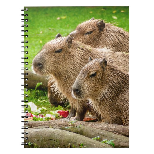 Capybara Trio Notitieboek (Voorkant)