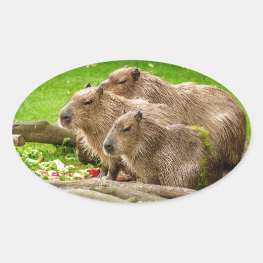 Capybara Trio Ovale Sticker (Voorkant)