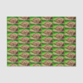 Capybara Trio Tissuepapier (Voorkant)