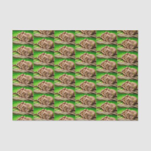 Capybara Trio Tissuepapier (Voorkant)