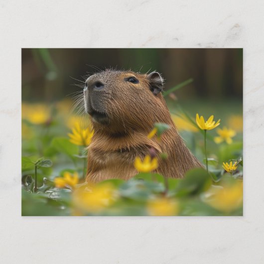 Capybara tussen de gele waterlelies briefkaart (Voorkant)