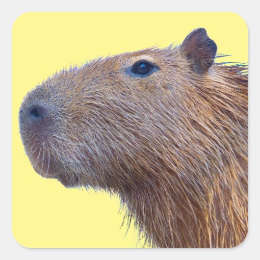 Capybara Vierkante Sticker (Voorkant)