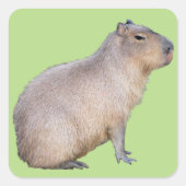 Capybara Vierkante Sticker (Voorkant)