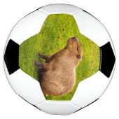 Capybara Voetbal (Gedraaid)