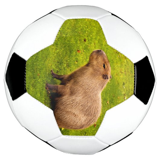 Capybara Voetbal (Gedraaid)