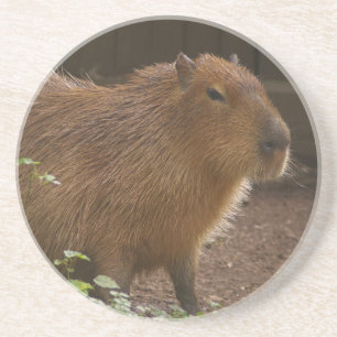 Capybara Zandsteen Onderzetter