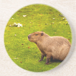 Capybara Zandsteen Onderzetter