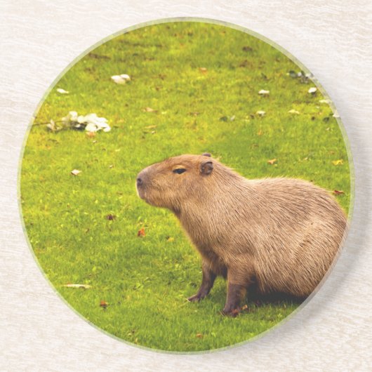 Capybara Zandsteen Onderzetter (Voorkant)