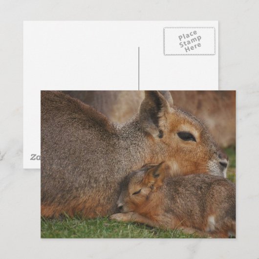 Capybaras Briefkaart (Voorkant / Achterkant)