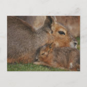 Capybaras Briefkaart (Voorkant)