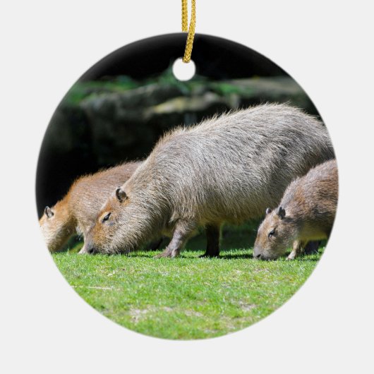 Capybaras grazing keramisch ornament (Voorkant)