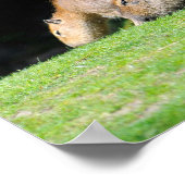 Capybaras grazing poster (Hoek)