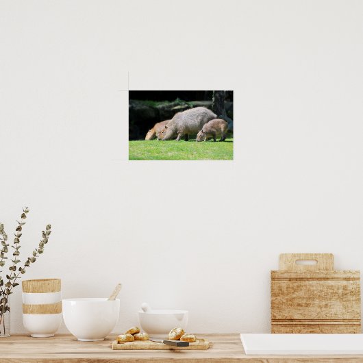 Capybaras grazing poster (Keuken)