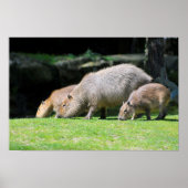 Capybaras grazing poster (Voorkant)