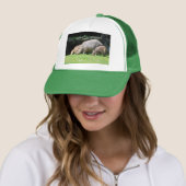 Capybaras grazing trucker pet (In situ)