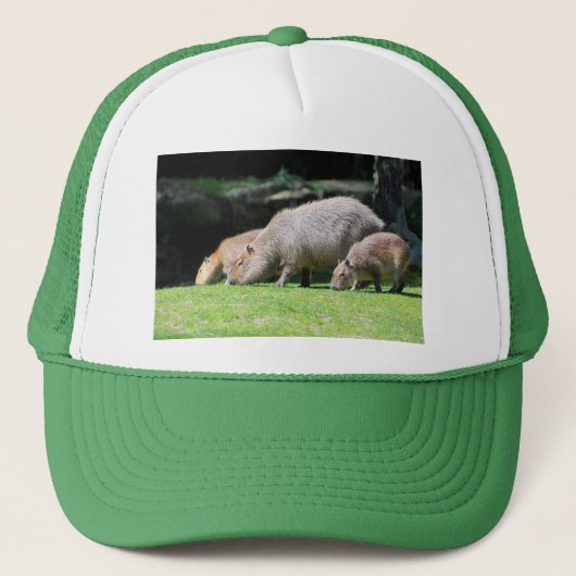 Capybaras grazing trucker pet (Voorkant)