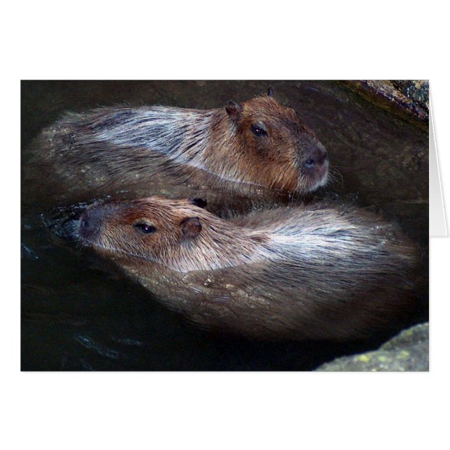 Capybaras in water (Voorkant Horizontaal)