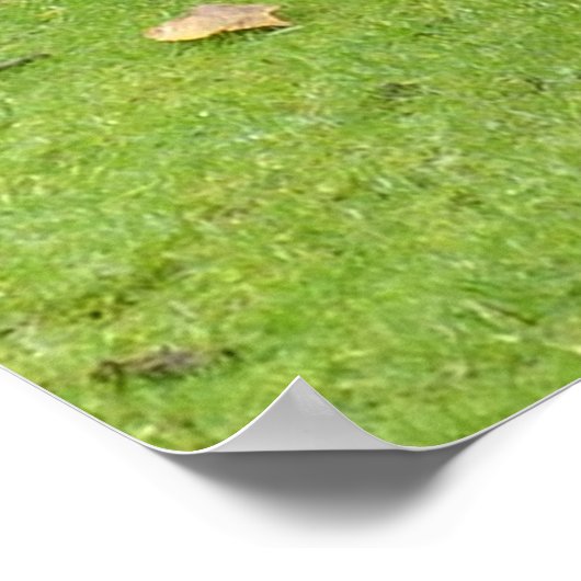 Capybaras Poster (Hoek)