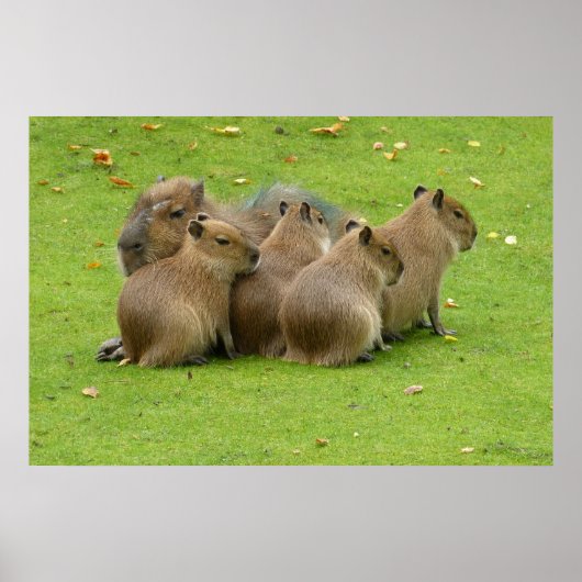 Capybaras Poster (Voorkant)