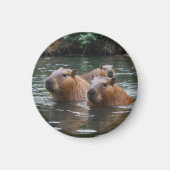 Capybaras' Swimming In The River, Magneet (Voorkant)