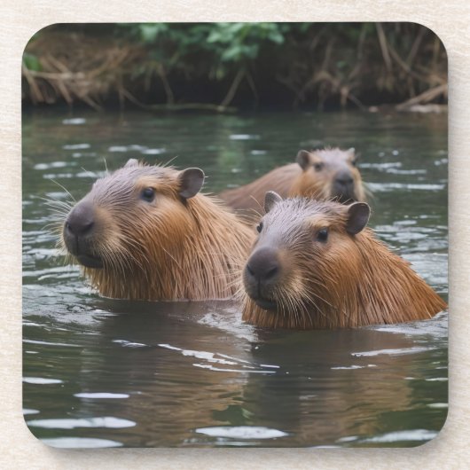 Capybaras Zwemmen In De Rivier, Bier Onderzetter (Voorkant)