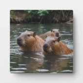 Capybaras' zwemmen in de rivier, fotoplaat (Voorkant)