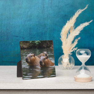 Capybaras' zwemmen in de rivier, fotoplaat