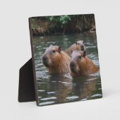 Capybaras' zwemmen in de rivier, fotoplaat (Voorkant)