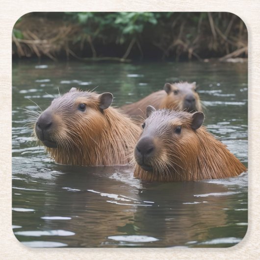 Capybaras' Zwemmen In De Rivier, Kartonnen Onderzetters (Voorkant)